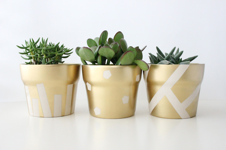 gold pot succulents (19 of 30)