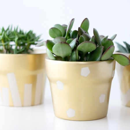 gold pot succulents (21 of 30)