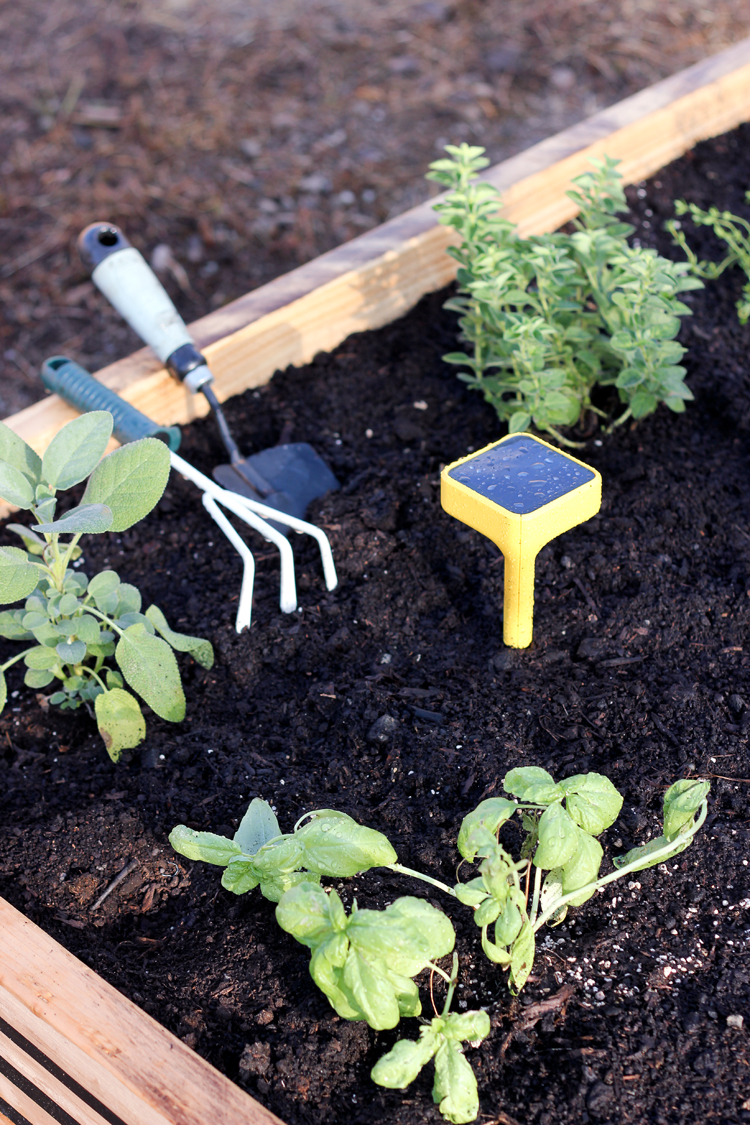 Edyn Garden Sensor Review // Delia Creates 