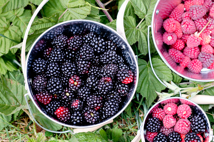 DIY Berry Bucket Tutorial