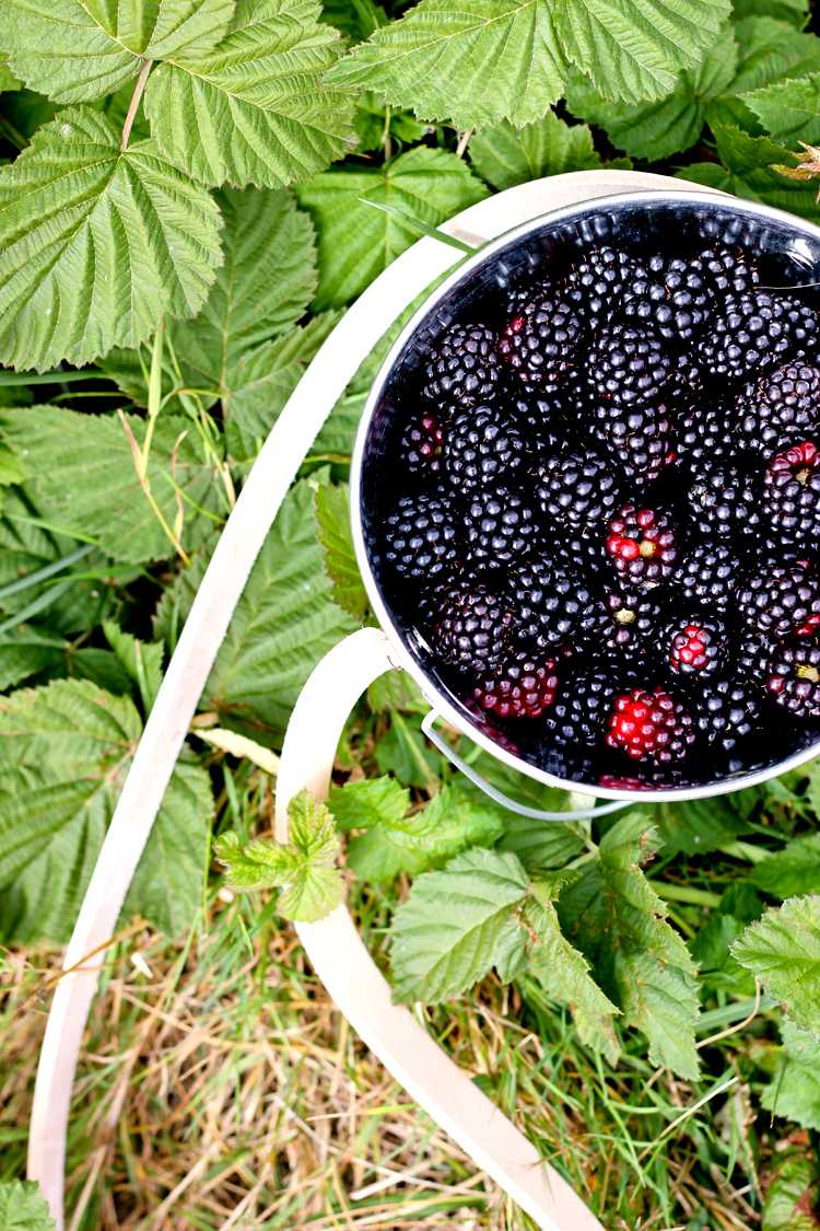 DIY Berry Bucket Tutorial