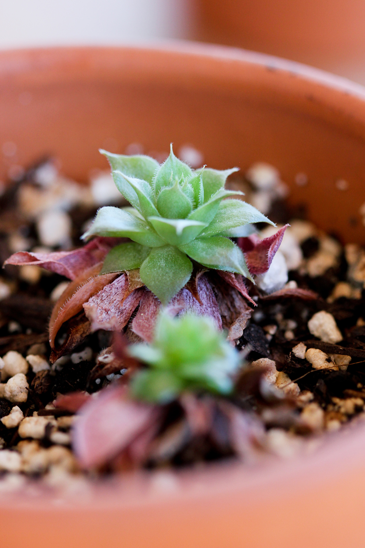 How to Grow Succulents From Cuttings // www.deliacreates.com