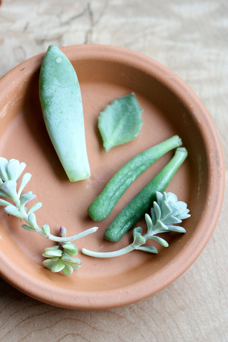 How to Grow Succulents From Cuttings // www.deliacreates.com