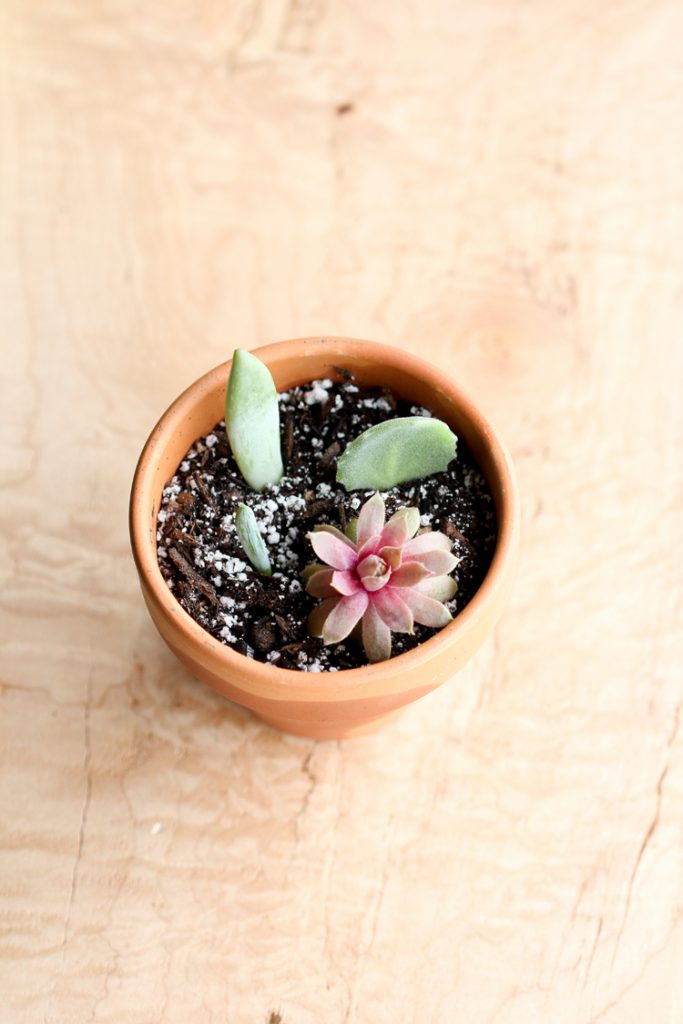 How to Grow Succulents From Cuttings