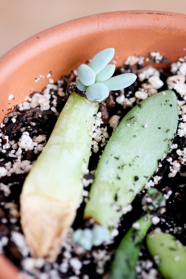 How to Grow Succulents From Cuttings