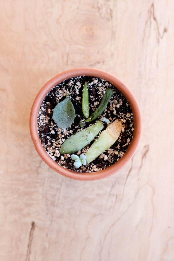 How to Grow Succulents From Cuttings