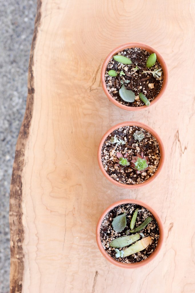 How to Grow Succulents From Cuttings
