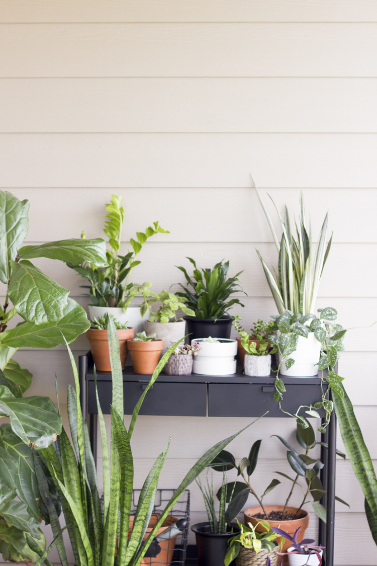 Six Easy Steps to Refresh Your Houseplants for Spring // www.deliacreates.com