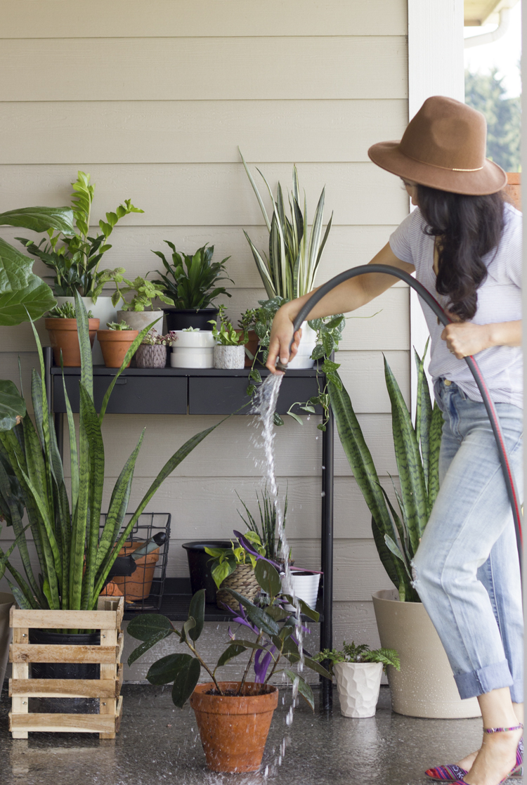 Six Easy Steps to Refresh Your Houseplants for Spring // www.deliacreates.com