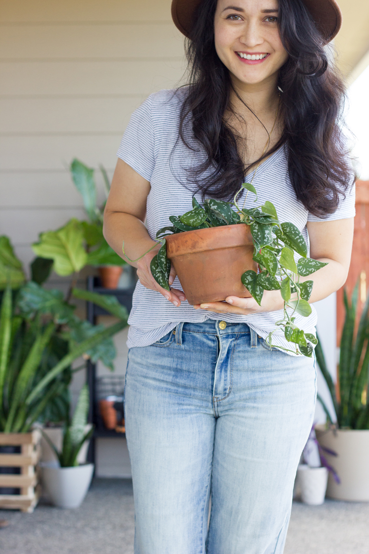  Six Easy Steps to Refresh Your Houseplants for Spring // www.deliacreates.com