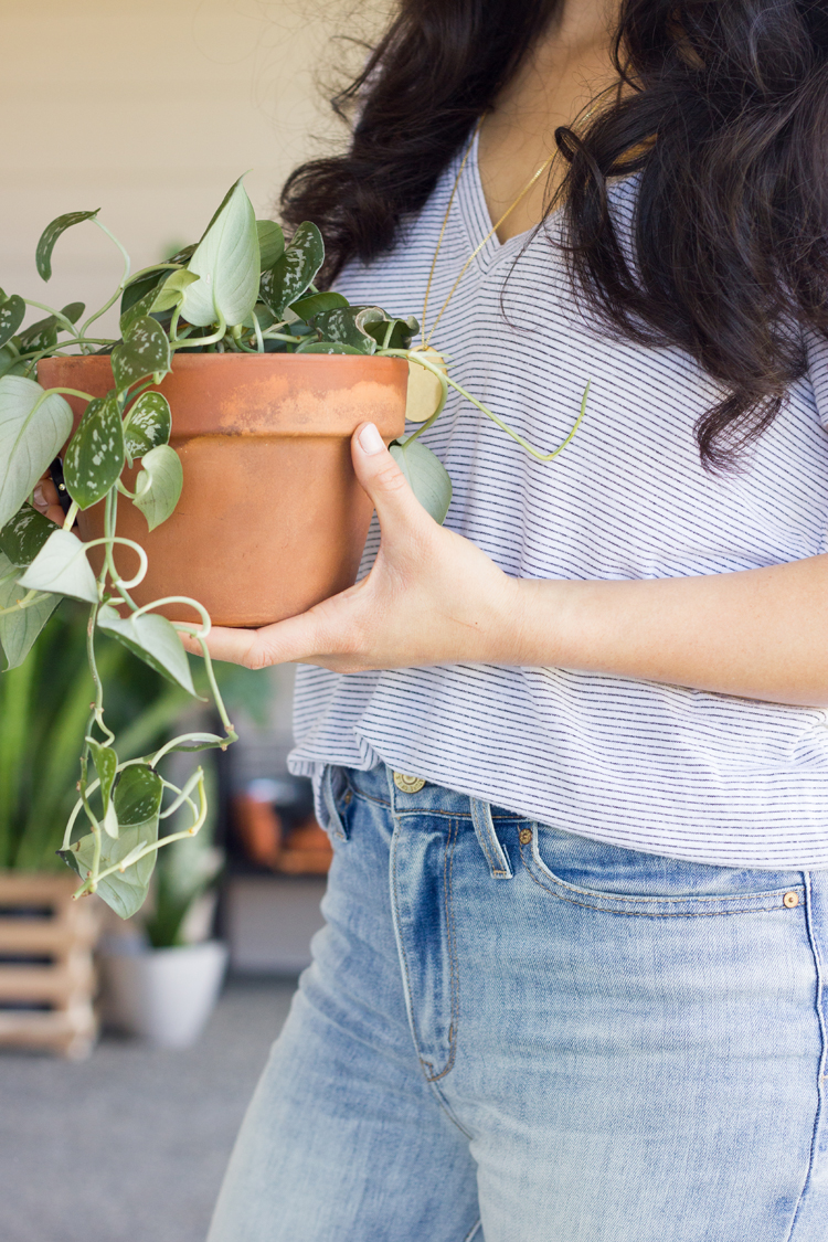 Six Easy Steps to Refresh Your Houseplants for Summer