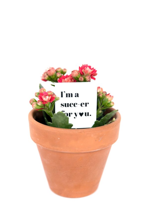 Meijer valentine's day weekly ad valid from feb 9 Plant Valentines – FREE PRINTABLE