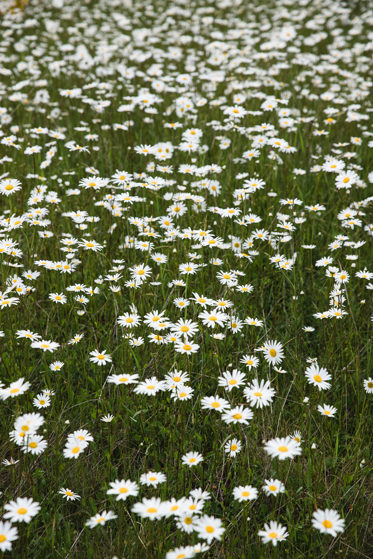 Mommy and Me Dresses in Daisy Fields // www.deliacreates.com