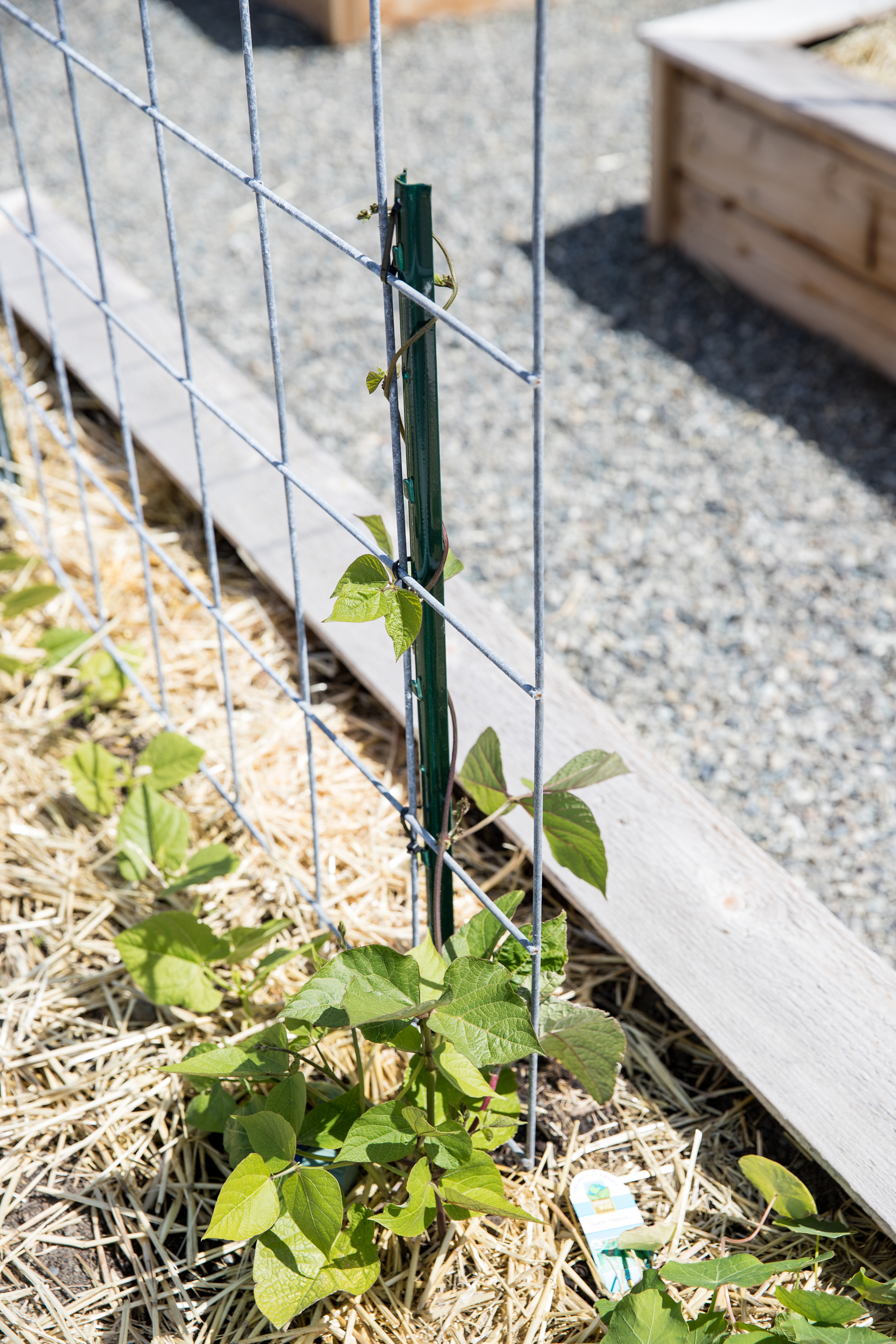 Raised Bed Garden Arch Trellis - Easy Step by step Tutorial // www.deliacreates.com