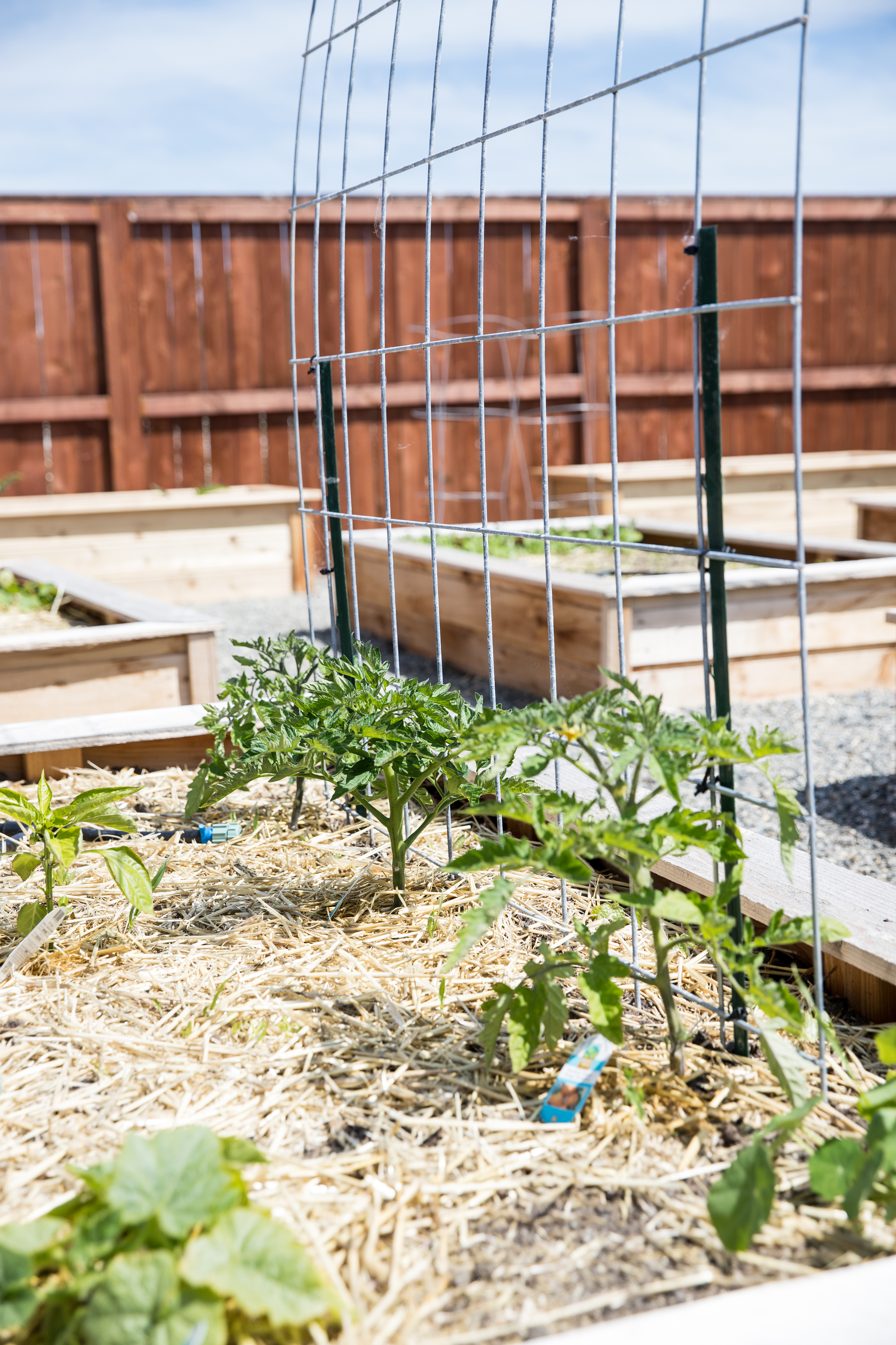 Raised Bed Garden Arch Trellis - Easy Step by step Tutorial // www.deliacreates.com