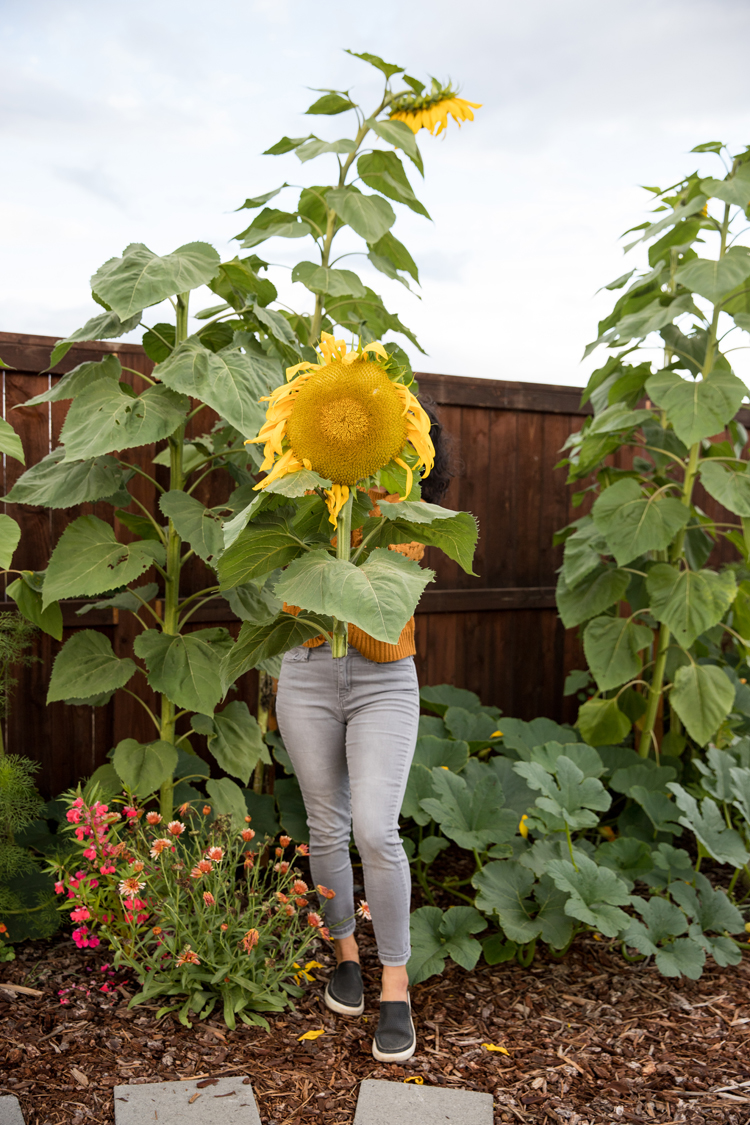 How To Roast a Sunflower Head // www.deliacreates.com