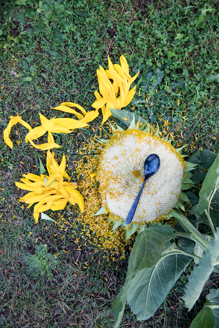 How To Roast a Sunflower Head // www.deliacreates.com