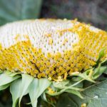 How To Roast a Sunflower Head