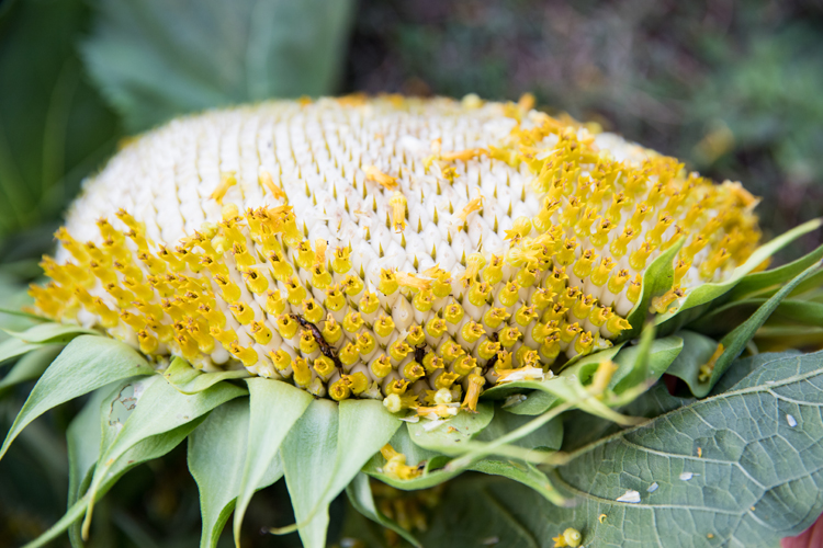 How To Roast a Sunflower Head // www.deliacreates.com