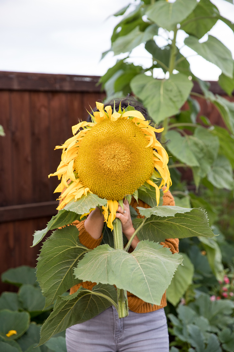 How To Roast a Sunflower Head // www.deliacreates.com