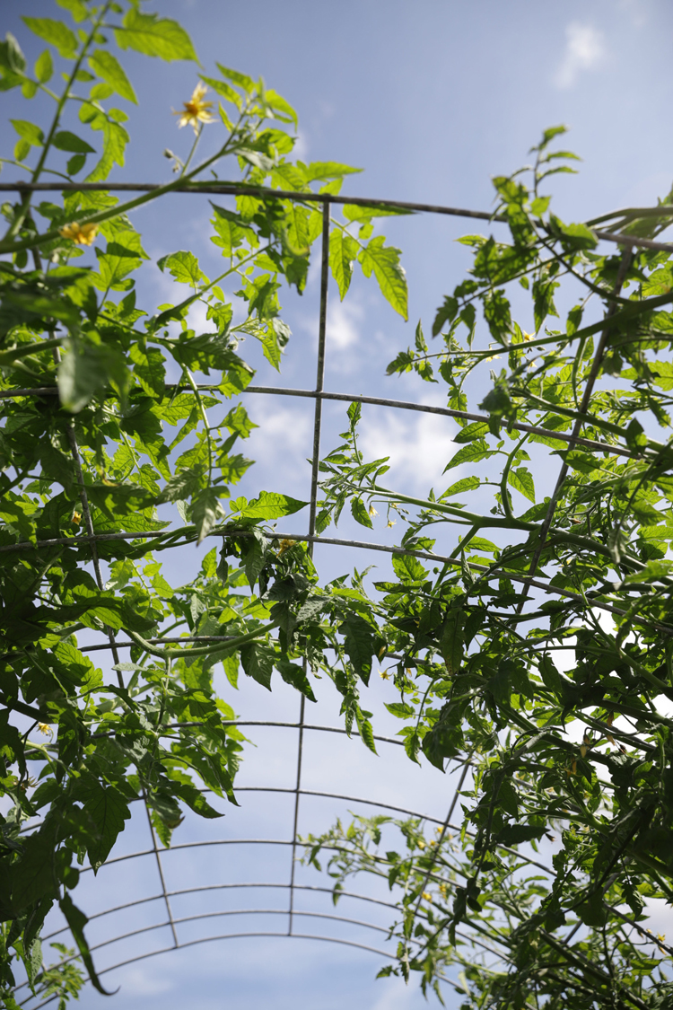 Raised Bed Garden Arch Trellis TUTORIAL// www.deliacreates.com