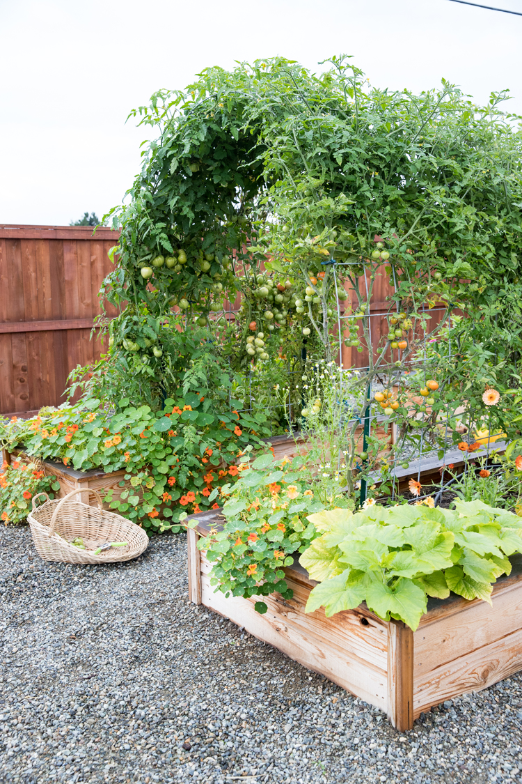 Raised Bed Garden Arch Trellis TUTORIAL// www.deliacreates.com