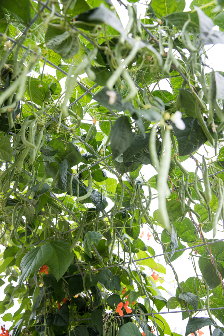 Raised Bed Garden Arch Trellis TUTORIAL// www.deliacreates.com