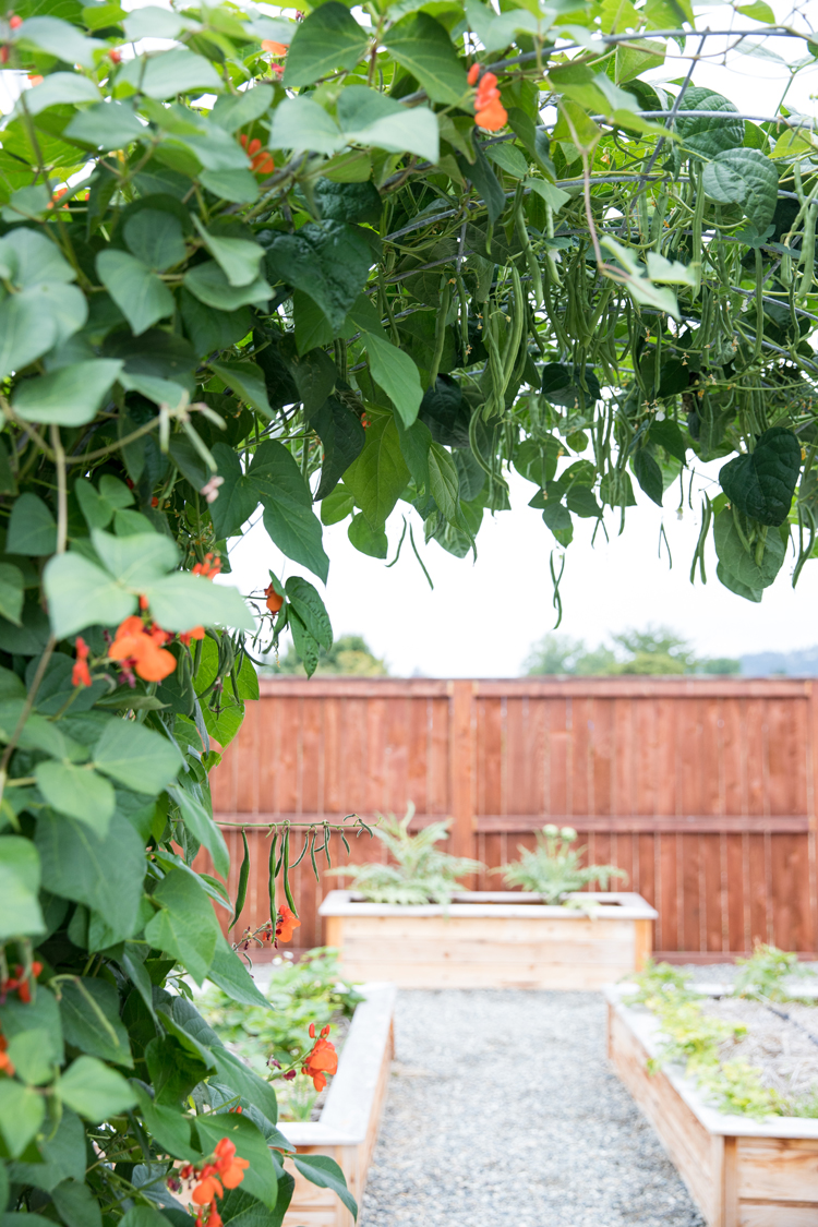 Raised Bed Garden Arch Trellis TUTORIAL// www.deliacreates.com