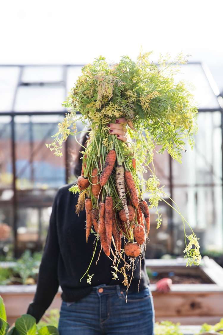 Overwintering Carrots // www.deliacreates.com