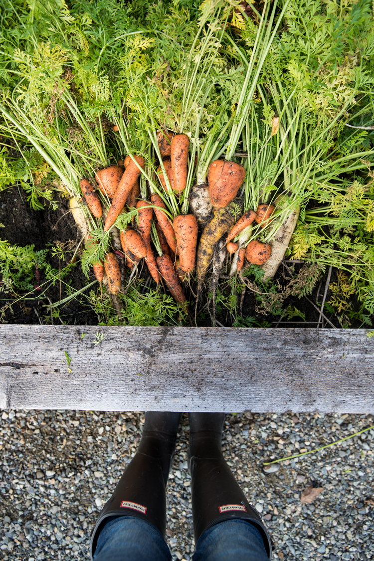 Overwintering Carrots // www.deliacreates.com