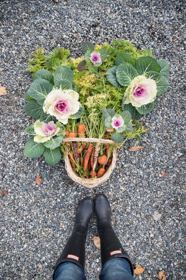 Overwintering Carrots // www.deliacreates.com