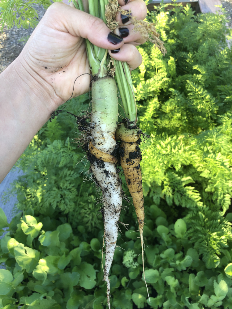 Overwintering Carrots // www.deliacreates.com