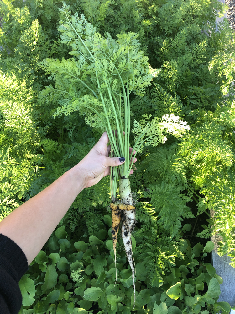 Overwintering Carrots // www.deliacreates.com